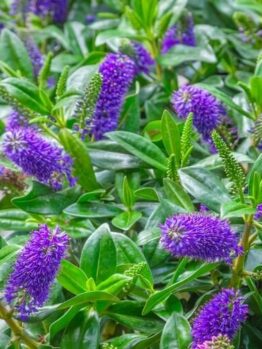 Hebe 'Matata' Kiwi Hebe®
