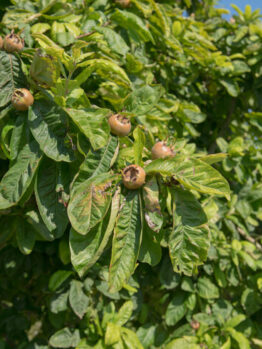 A Mespilus ‘Common Medlar’ 10" Pot shows off its green leaves and brown medlar fruits as it thrives under a clear blue sky.