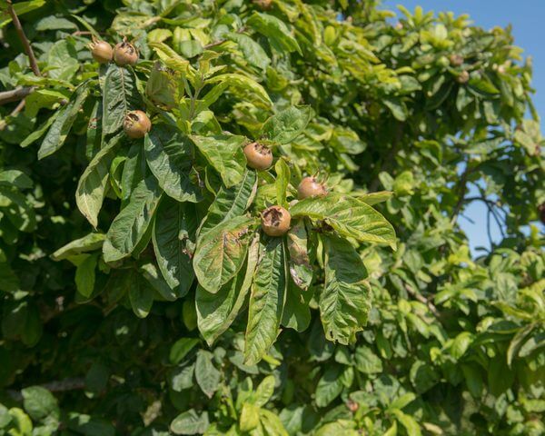 A Mespilus ‘Common Medlar’ 10" Pot shows off its green leaves and brown medlar fruits as it thrives under a clear blue sky.