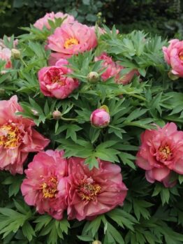A bush with large, pink peony flowers and green leaves growing in a garden.