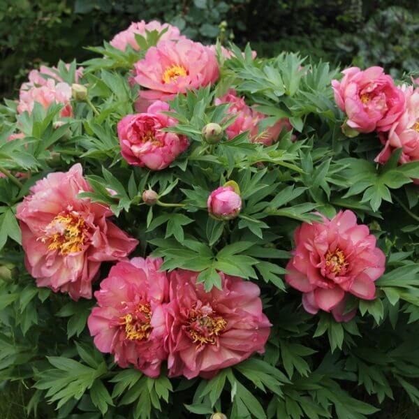 A bush with large, pink peony flowers and green leaves growing in a garden.