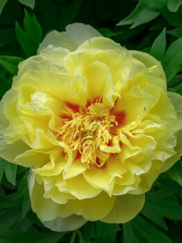A close-up of a fully bloomed yellow peony flower with ruffled petals and a hint of red at the centre, surrounded by green leaves.