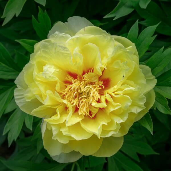 A close-up of a fully bloomed yellow peony flower with ruffled petals and a hint of red at the centre, surrounded by green leaves.