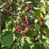 Clusters of small, round, red and purple berries hang from thin branches among green leaves in bright sunlight, highlighting the vibrant beauty of the Prunus 'Royal Crimson' Cherry 13" Pot.
