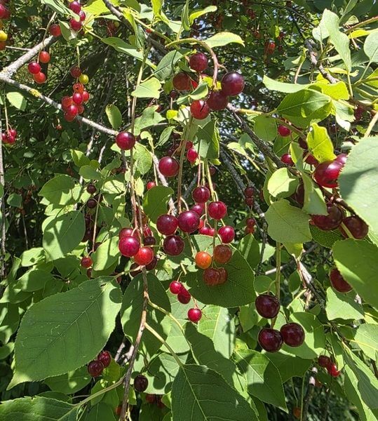 Clusters of small, round, red and purple berries hang from thin branches among green leaves in bright sunlight, highlighting the vibrant beauty of the Prunus 'Royal Crimson' Cherry 13" Pot.