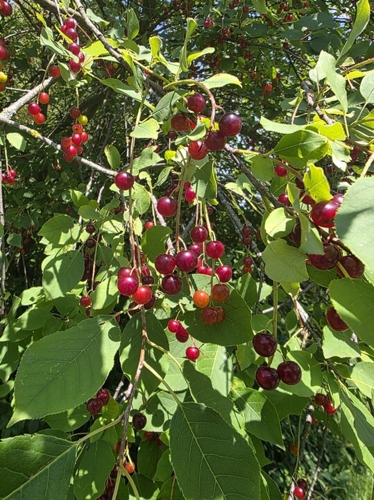Clusters of small, round, red and purple berries hang from thin branches among green leaves in bright sunlight, highlighting the vibrant beauty of the Prunus 'Royal Crimson' Cherry 13" Pot.