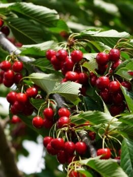 Clusters of ripe red cherries hang among green leaves on the Prunus 'Royal Crimson' Cherry in a 13" pot.