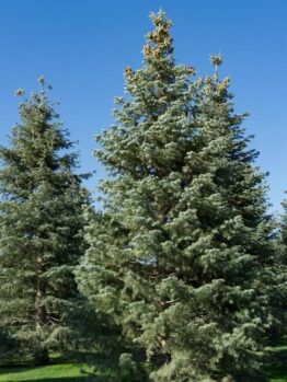 A group of tall evergreen Abies concolor 'White Fir' trees stands on grass under a clear sky, ideal for planting in an 8" pot.