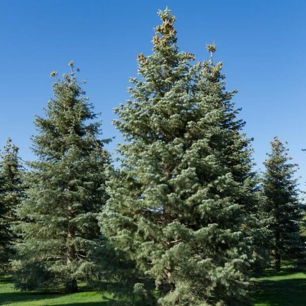 A group of tall evergreen Abies concolor 'White Fir' trees stands on grass under a clear sky, ideal for planting in an 8" pot.