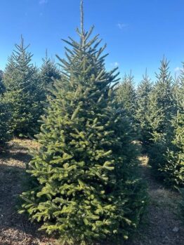An Abies fraseri 'Fraser's Fir' 8" Pot stands in a field of similar trees beneath a clear blue sky.