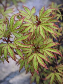 Acer 'Ao Kanzashi' Maple 13" Pot