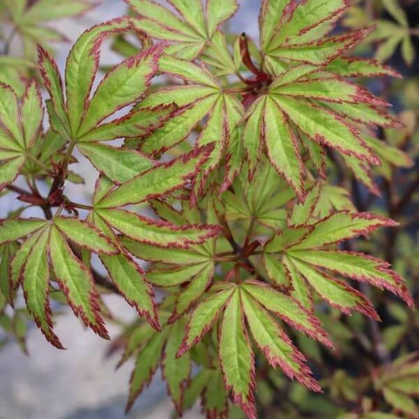 Acer 'Ao Kanzashi' Maple 13" Pot
