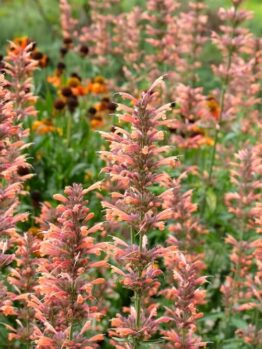 Agastache 'Salmon and Pink Fiesta' 6" Pot blooms with dense pinkish-orange flowers in the foreground, set against yellow-orange coneflowers and lush green foliage in the background.