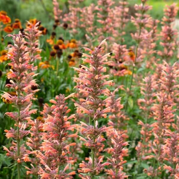 Agastache 'Salmon and Pink Fiesta' 6" Pot blooms with dense pinkish-orange flowers in the foreground, set against yellow-orange coneflowers and lush green foliage in the background.