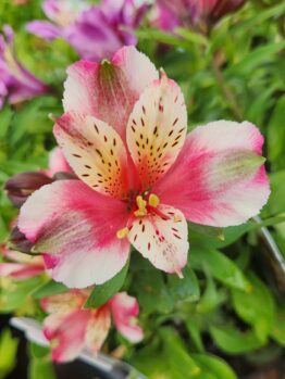Close-up of a pink and white Alstroemeria flower with speckled petals, surrounded by green leaves and blurred flowers in the background.