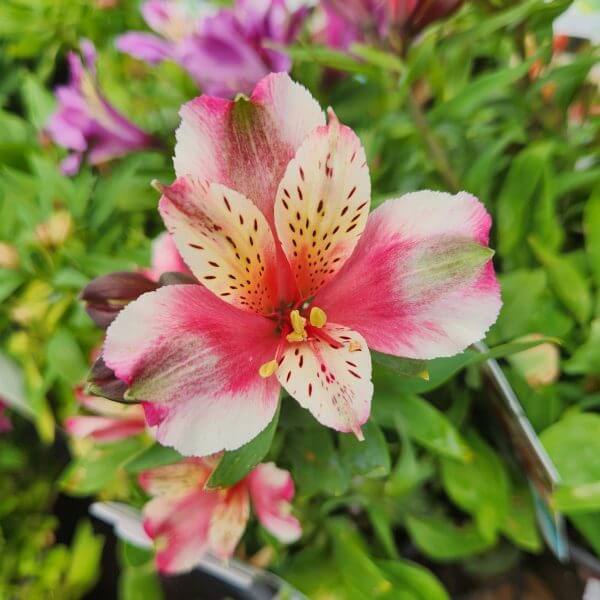 Close-up of a pink and white Alstroemeria flower with speckled petals, surrounded by green leaves and blurred flowers in the background.