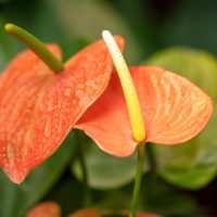Close-up of two vibrant Anthurium 'Casanova' flowers in a 7" pot, featuring prominent spadices against a blurred green background.