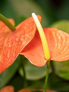 Close-up of two vibrant Anthurium 'Casanova' flowers in a 7" pot, featuring prominent spadices against a blurred green background.