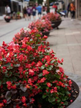 Large planters filled with vibrant Begonia 'Dragonwing Storm Red' 10" (Hanging Basket) line a city walkway, with people walking in the blurred background.