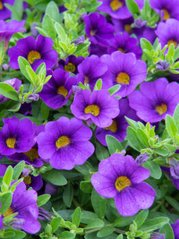 Close-up of numerous vibrant purple flowers with yellow centres surrounded by green leaves.