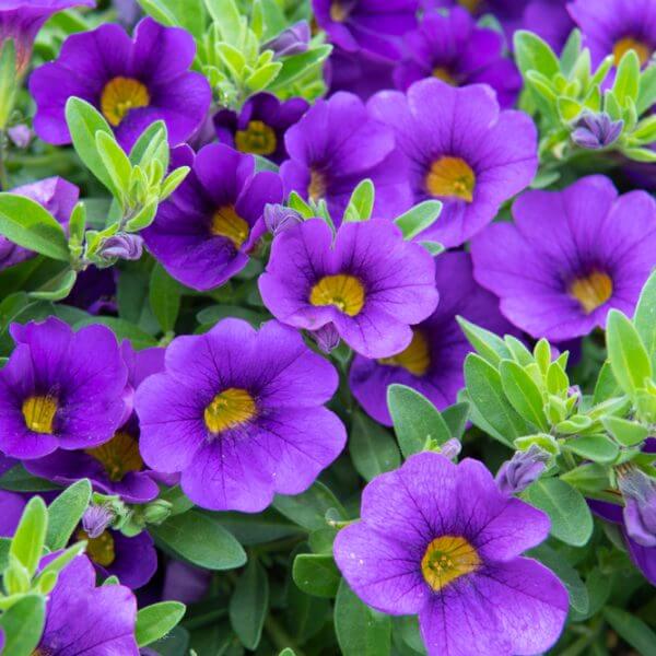 Close-up of numerous vibrant purple flowers with yellow centres surrounded by green leaves.