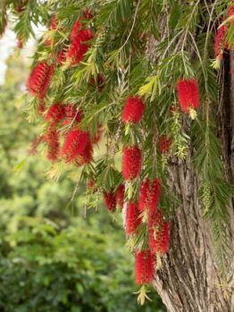 Red bottlebrush flowers hang from the branches of a tree with long, narrow green leaves, set against a background of greenery.