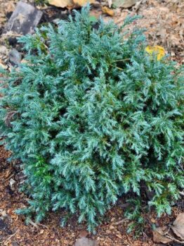 The Chamaecyparis 'Snow White' Conifer 20cm Pot is a compact, bushy shrub with dense blue-green needle foliage, ideal for garden beds mulched to retain moisture and maintain a tidy appearance.
