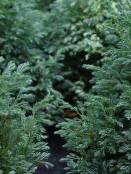 Dense green foliage of several Chamaecyparis 'Boulevard' shrubs in 8" pots fills the frame, featuring needle-like leaves and a soft, bushy texture.