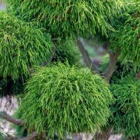 Close-up of dense, thread-like green foliage on the branches of a Chamaecyparis 'Dwarf Threadleaf Sawara Cypress' in an 8" pot.