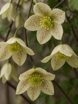 Cluster of pale yellow, star-shaped flowers with speckled petals and green centres, growing on thin stems with green, divided leaves.