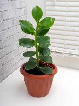 A Clusia 'Autograph Tree' 7" with thick, shiny leaves sits on a white surface near a window with closed white blinds and a grey brick wall.