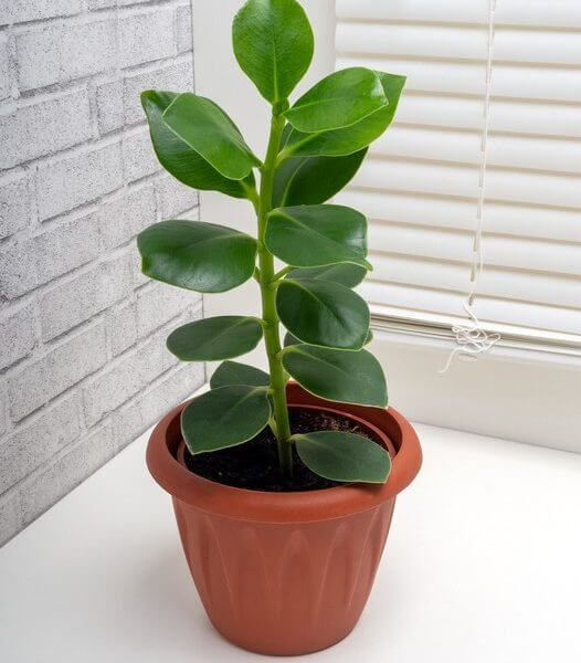 A Clusia 'Autograph Tree' 7" with thick, shiny leaves sits on a white surface near a window with closed white blinds and a grey brick wall.