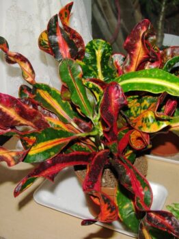 A potted croton plant with green, yellow, and red variegated leaves sits on a table near a window with lace curtains.