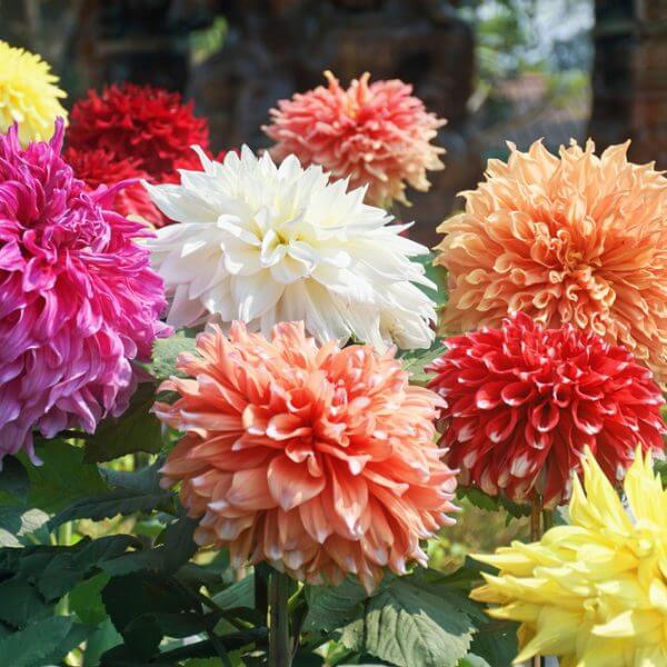 Dahlia 'Assorted Varieties' 7" Pot features large, colourful blooms in pink, white, orange, red, and yellow—ideal for adding vibrant beauty to any garden or patio.