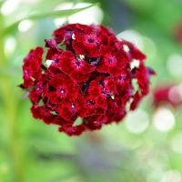 A close-up of Dianthus 'Dart Pink Raspberry' flowers in a 15cm pot, showcasing deep red blooms with blurred green foliage in the background.
