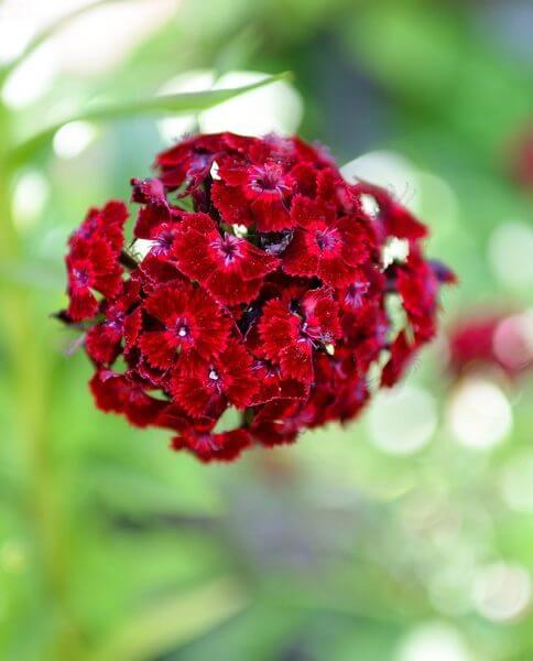 A close-up of Dianthus 'Dart Pink Raspberry' flowers in a 15cm pot, showcasing deep red blooms with blurred green foliage in the background.