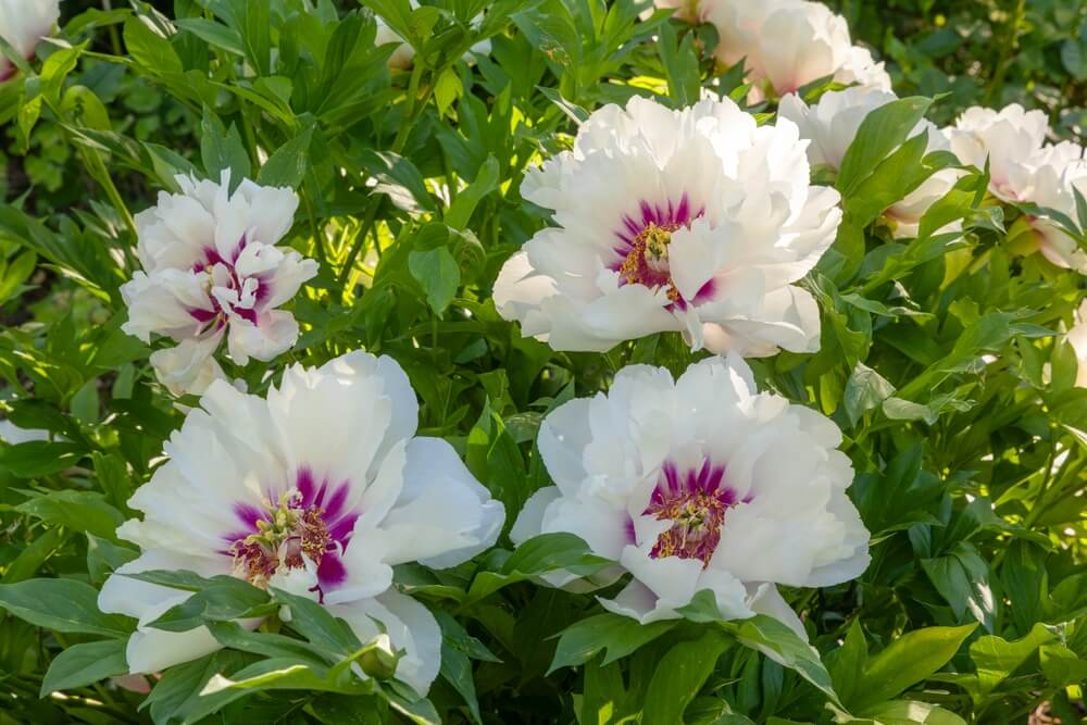 White peony flowers with purple centres bloom among green leaves in a garden under natural sunlight.