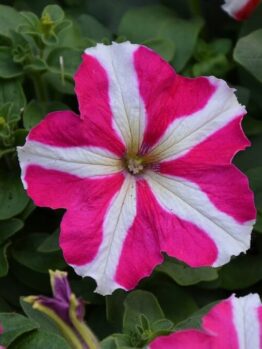 A single pink and white petunia flower with a star-like pattern blooms among green leaves.