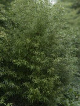 A dense green shrub with long, narrow leaves grows outdoors among other plants in a large GardenLite Torino Congo Planter Granite.