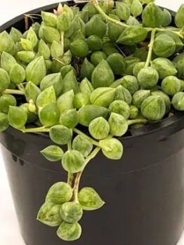 A 6-inch black plastic hanging basket featuring a trailing succulent with round green leaves, Senecio 'Clown Tears'.