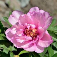 A close-up of a fully bloomed pink peony flower with green leaves in sunlight, set against a blurred natural background.