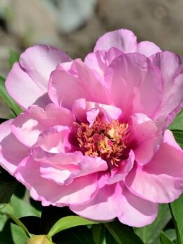 A close-up of a fully bloomed pink peony flower with green leaves in sunlight, set against a blurred natural background.