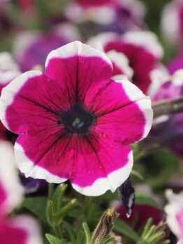Close-up of a Petunia 'Burgundy Picotee' flower in a 10cm pot, featuring a dark centre and white-edged burgundy petals, surrounded by similar blooms and lush green foliage.
