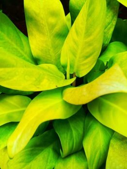 Close-up of several overlapping green and yellow leaves, including vibrant Philodendron 'Rush' foliage in an 8" pot, showcasing striking colours and smooth textures.