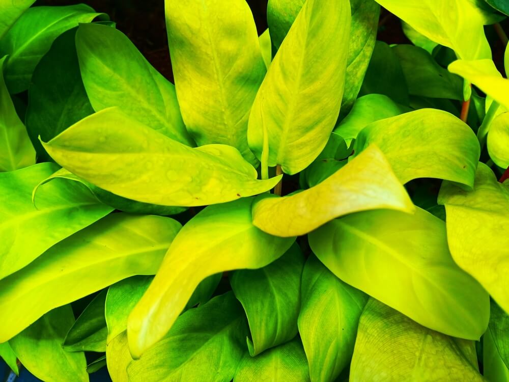 Close-up of several overlapping green and yellow leaves, including vibrant Philodendron 'Rush' foliage in an 8" pot, showcasing striking colours and smooth textures.