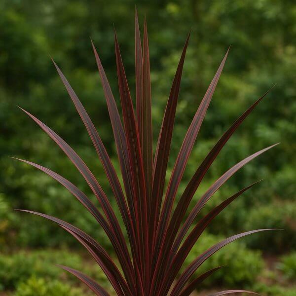A striking Phormium 'Candy Apple' Flax in a 15cm pot displays long, narrow, reddish-brown leaves that stand out against a soft-focus green outdoor backdrop.