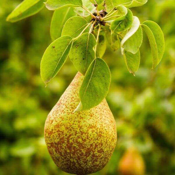 A single ripe pear hangs from a tree branch surrounded by green leaves.