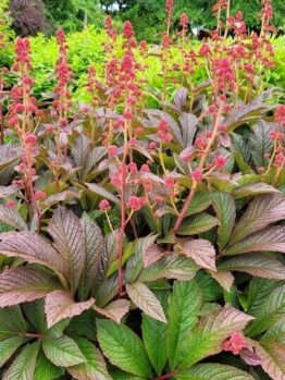 Rodgersia 'Bronze Peacock' 7" Pot