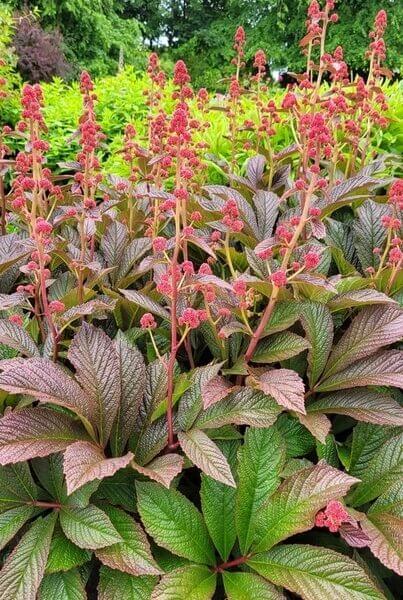 Rodgersia 'Bronze Peacock' 7" Pot