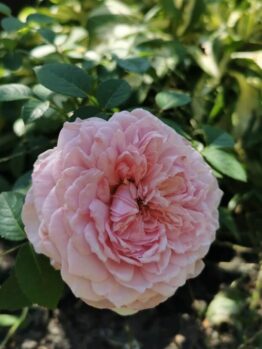 A pink rose in full bloom with green leaves and blurred foliage in the background.